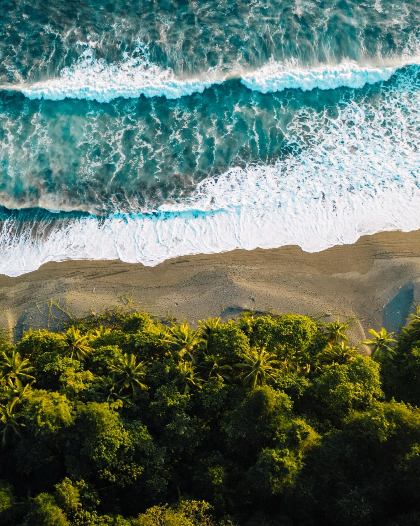 Surf breaking on a forested shore